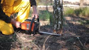 Best Arborist Consultation Services  in Germantown Hls, IL